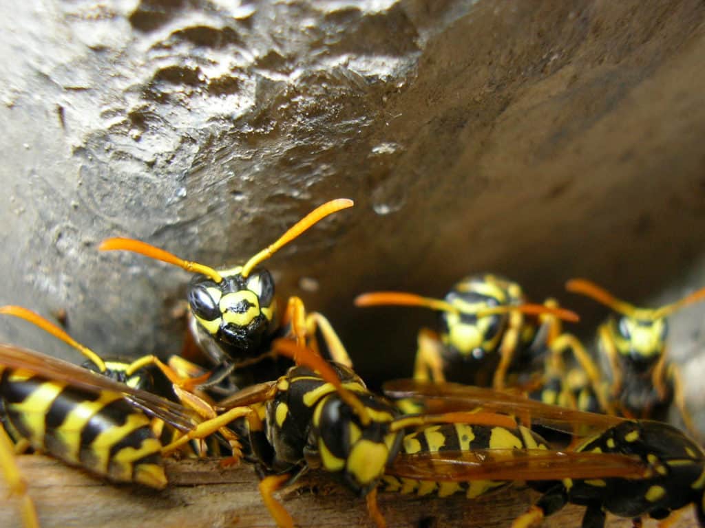 The best emergency wasp removal in Charlotte