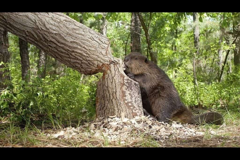 Beaver Removal