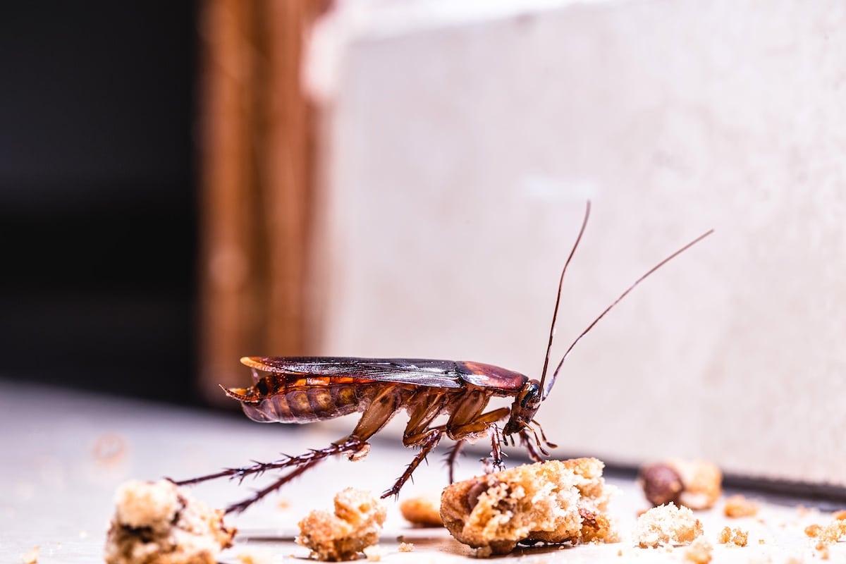 American cockroach walking around the house at night, eating scraps of food on the floor. Cockroach control