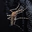 mosquito spraying services