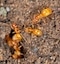 Yellow ants on the ground. Insect spraying for your home and yard