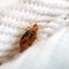 Young bug in the crease of the mattress macro