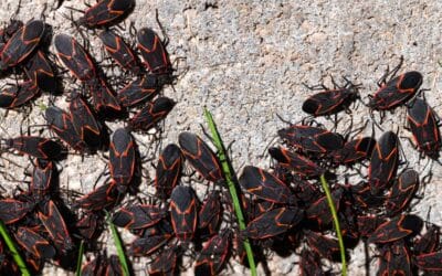 Boxelder Bugs and Fall Invaders