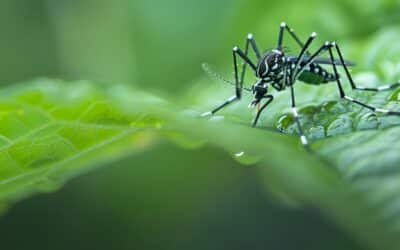 Mosquito Control: Protect Your Home with Stewart Pest Solutions