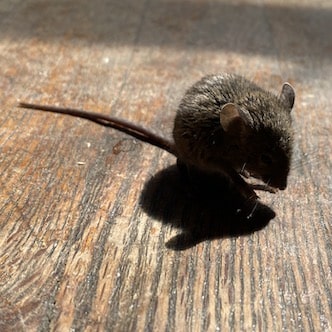 MouseSq rodent removal image