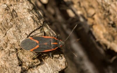 Early Fall Pest Control in Michigan