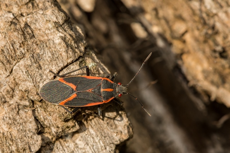 Boxelder bug control