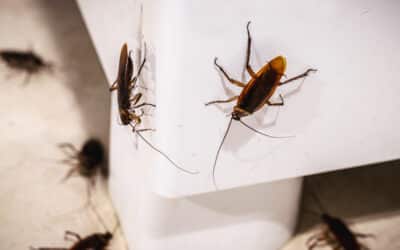 Cockroach Infestation Signs & Inspection