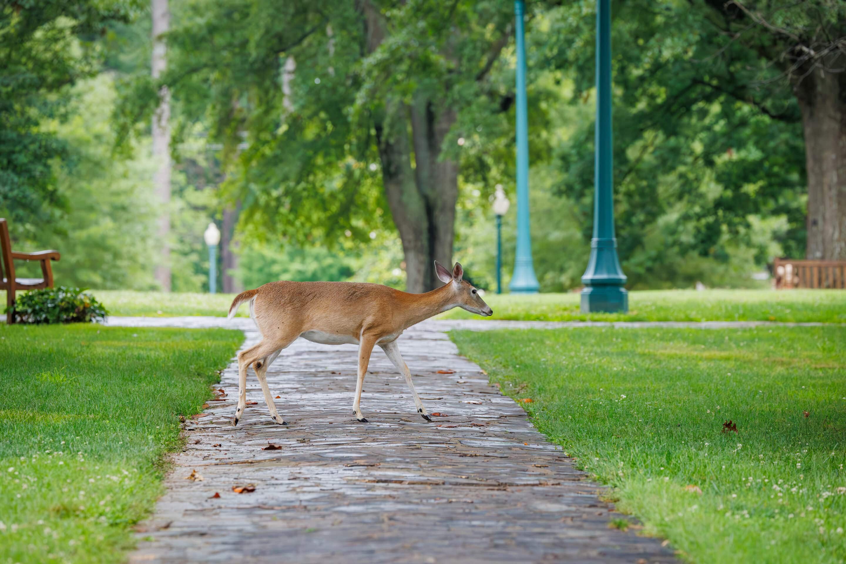 White tailed deer herd grazing in the grass
