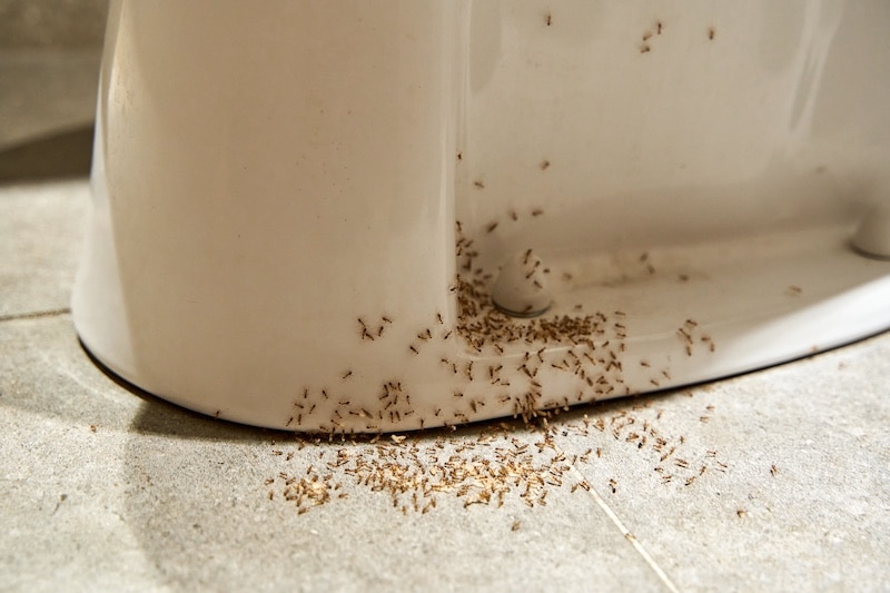 red ants eating sugar over messy table, ant infestation indoors