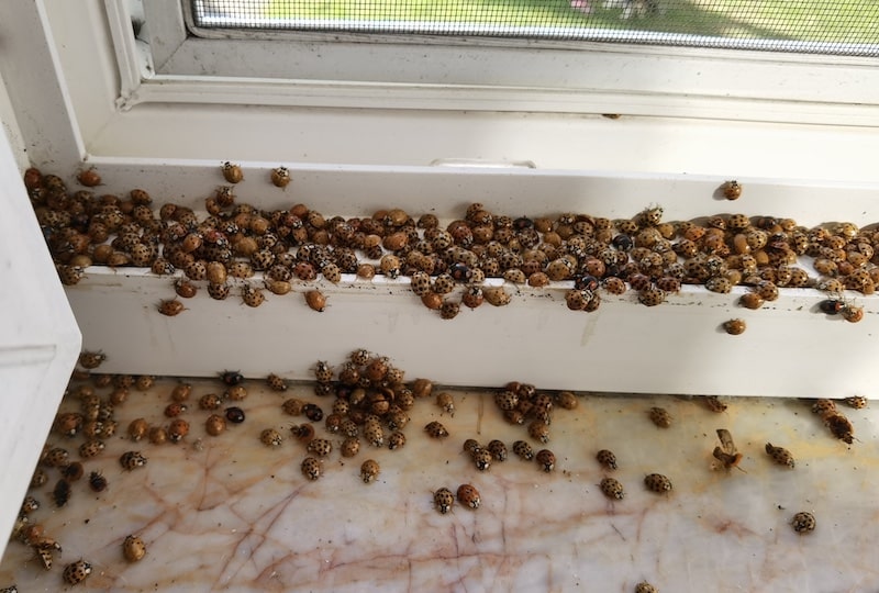 Harlequin asian ladybugs on window