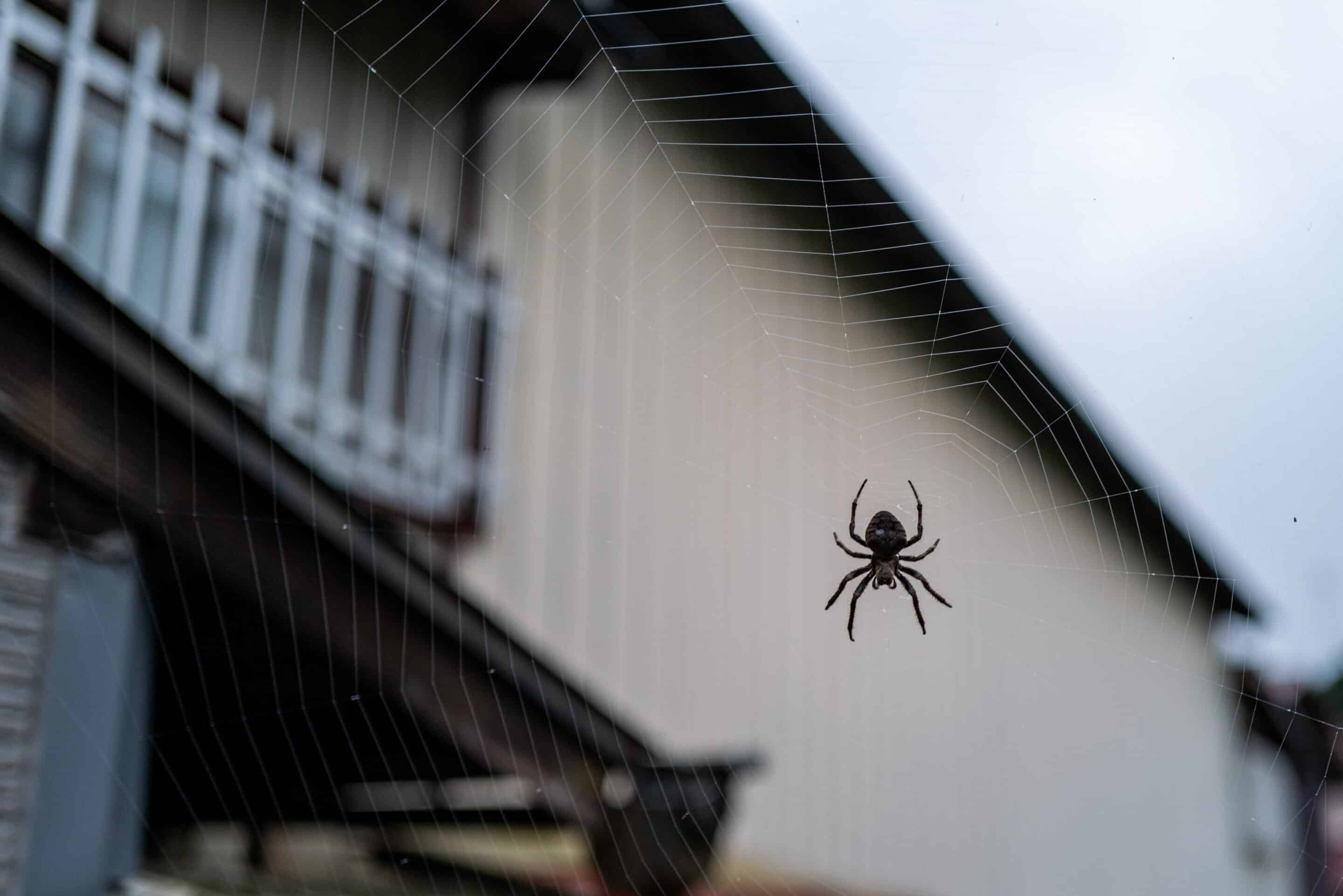 A spider patiently waits in the center of its web, delicately spun across a softly blurred house exterior.