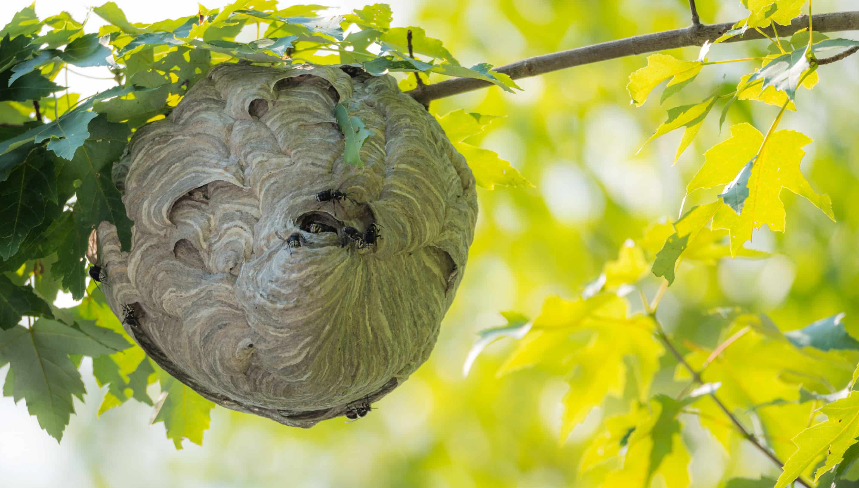wasp nest