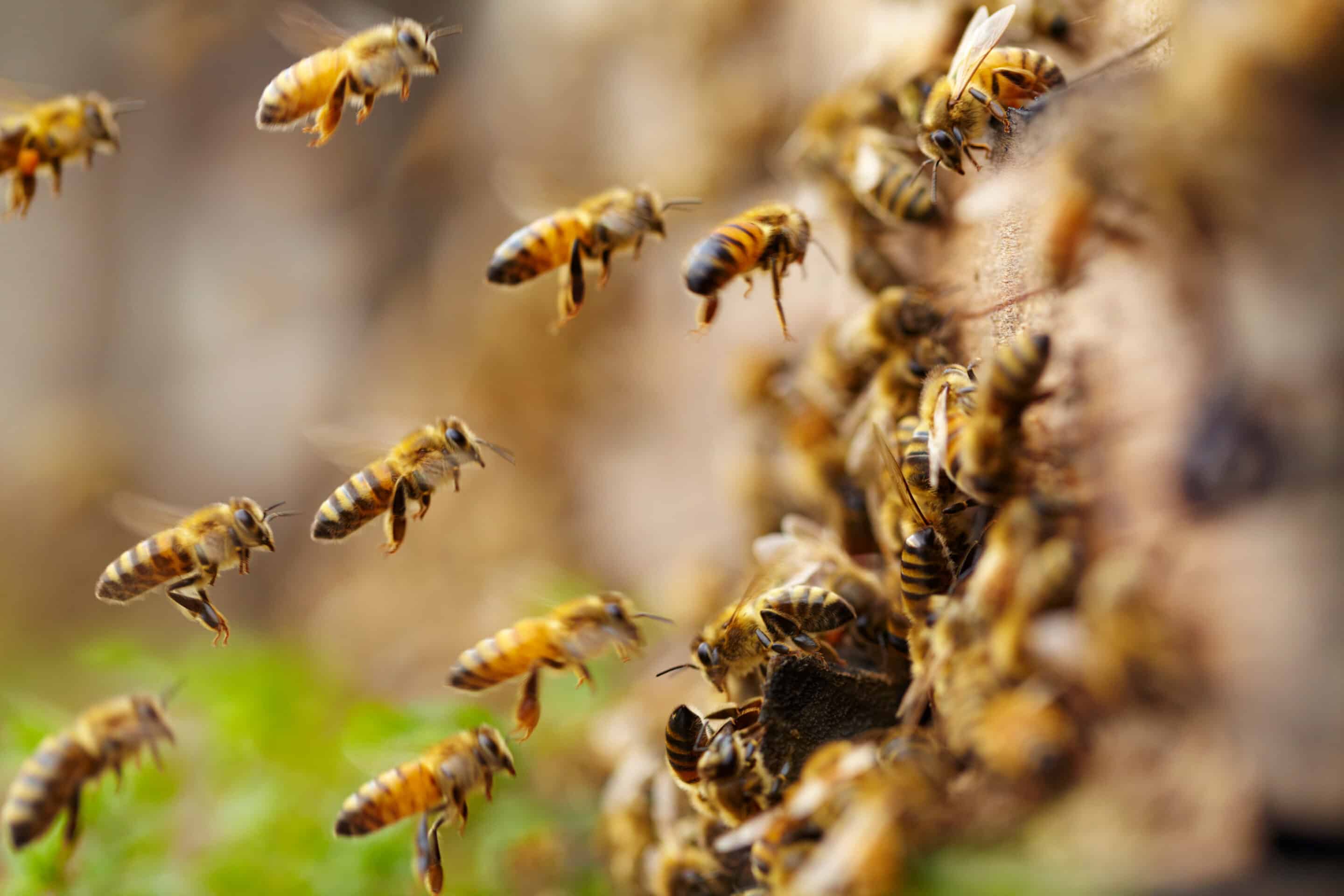 close up of bees flying near the hive