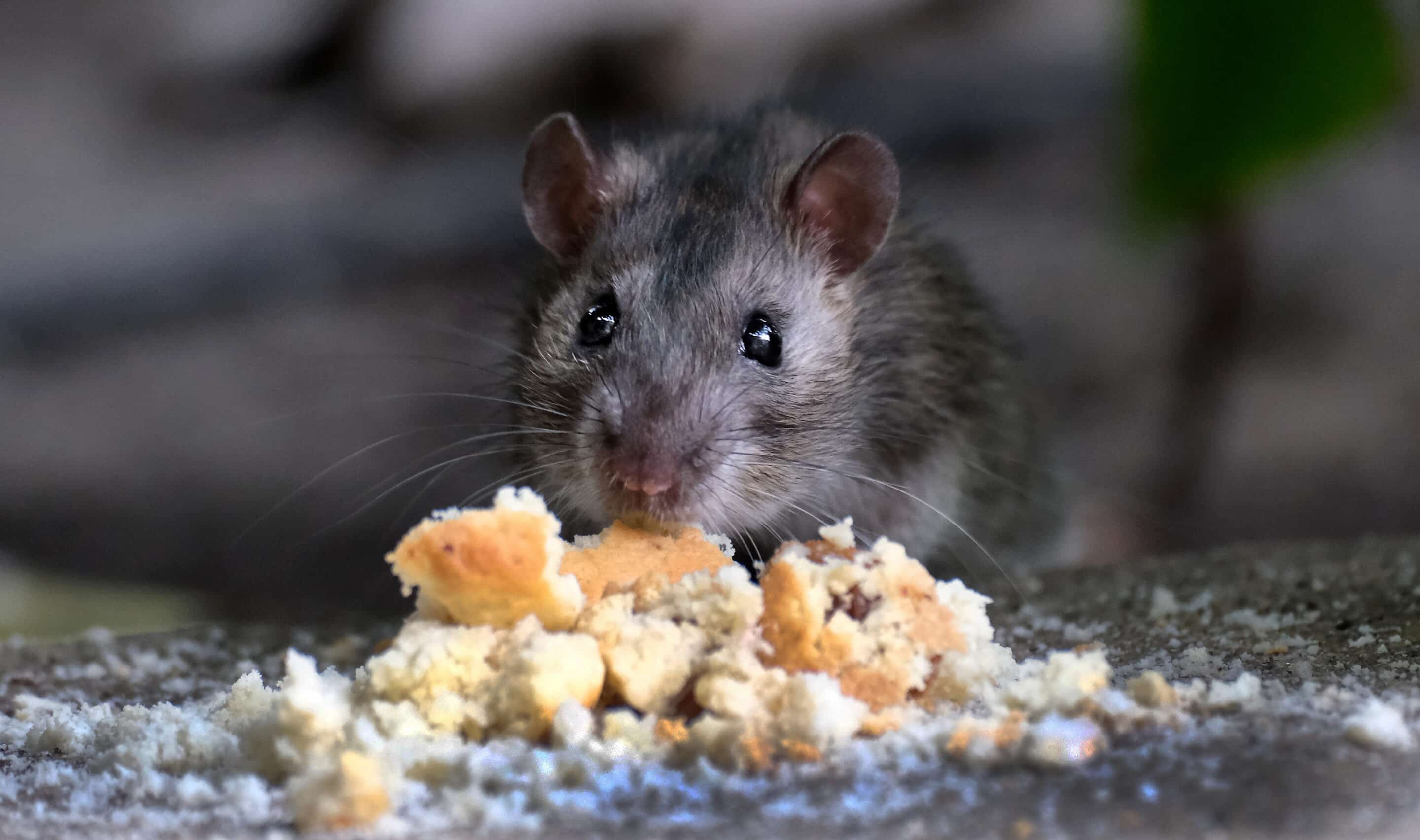 A "grey rat" usually refers to the common Norway Rat (Rattus norvegicus), a widespread rodent known for its brownish-grey fur, stocky build, and habit of living near humans, often called the sewer rat