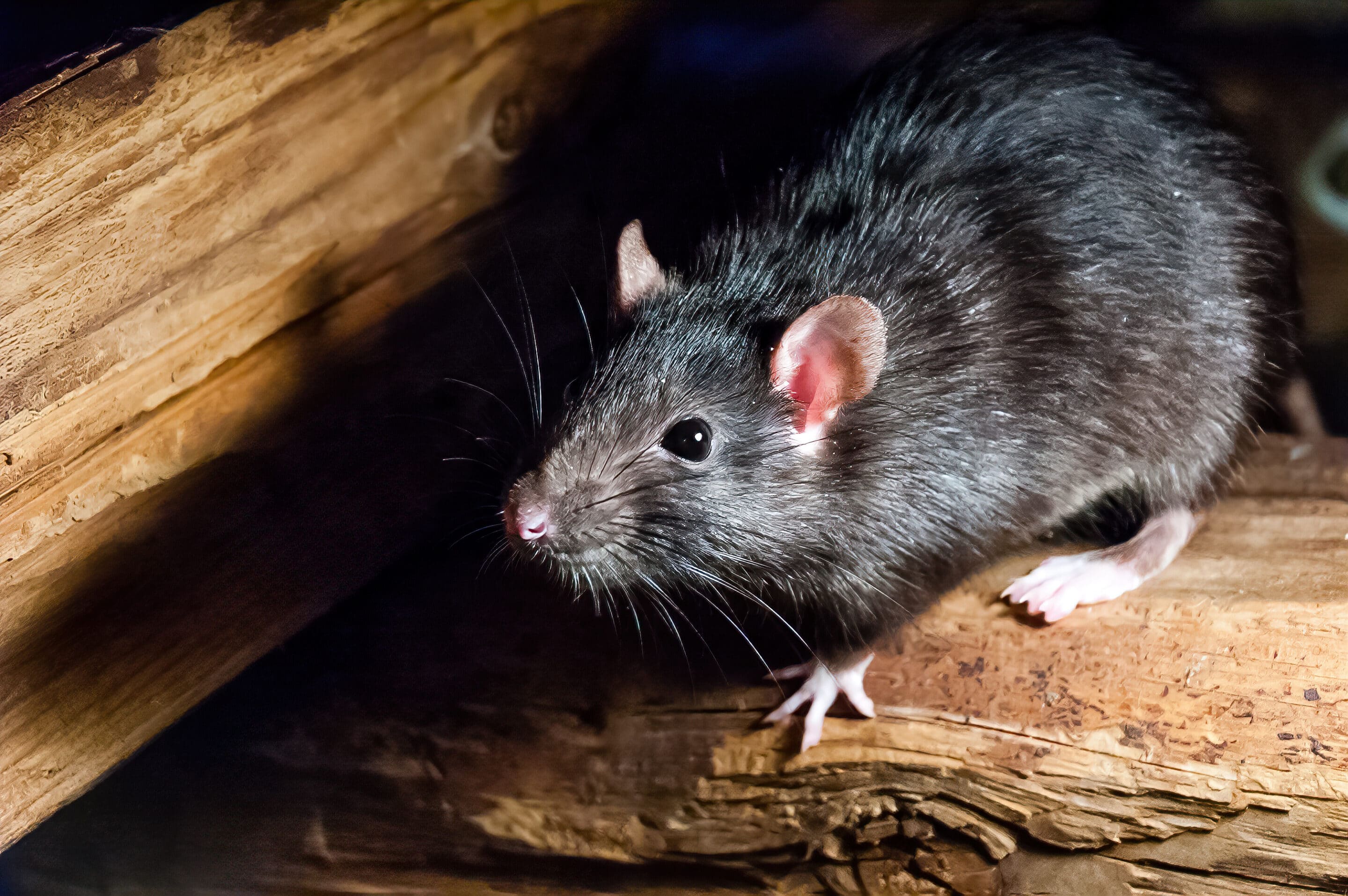 The black rat (Rattus rattus), also known as ship rat, roof rat, or house rat.