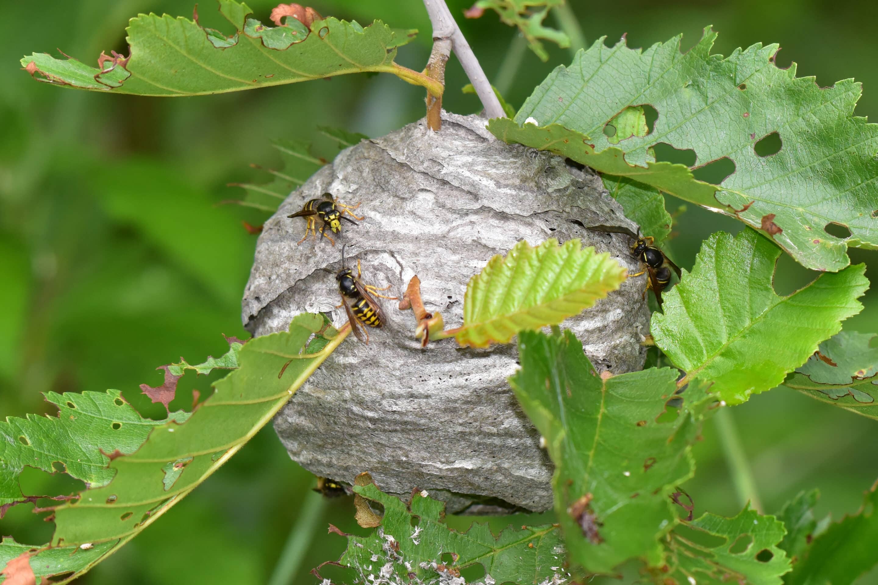 Common aerial yellow jacket in tree nest
