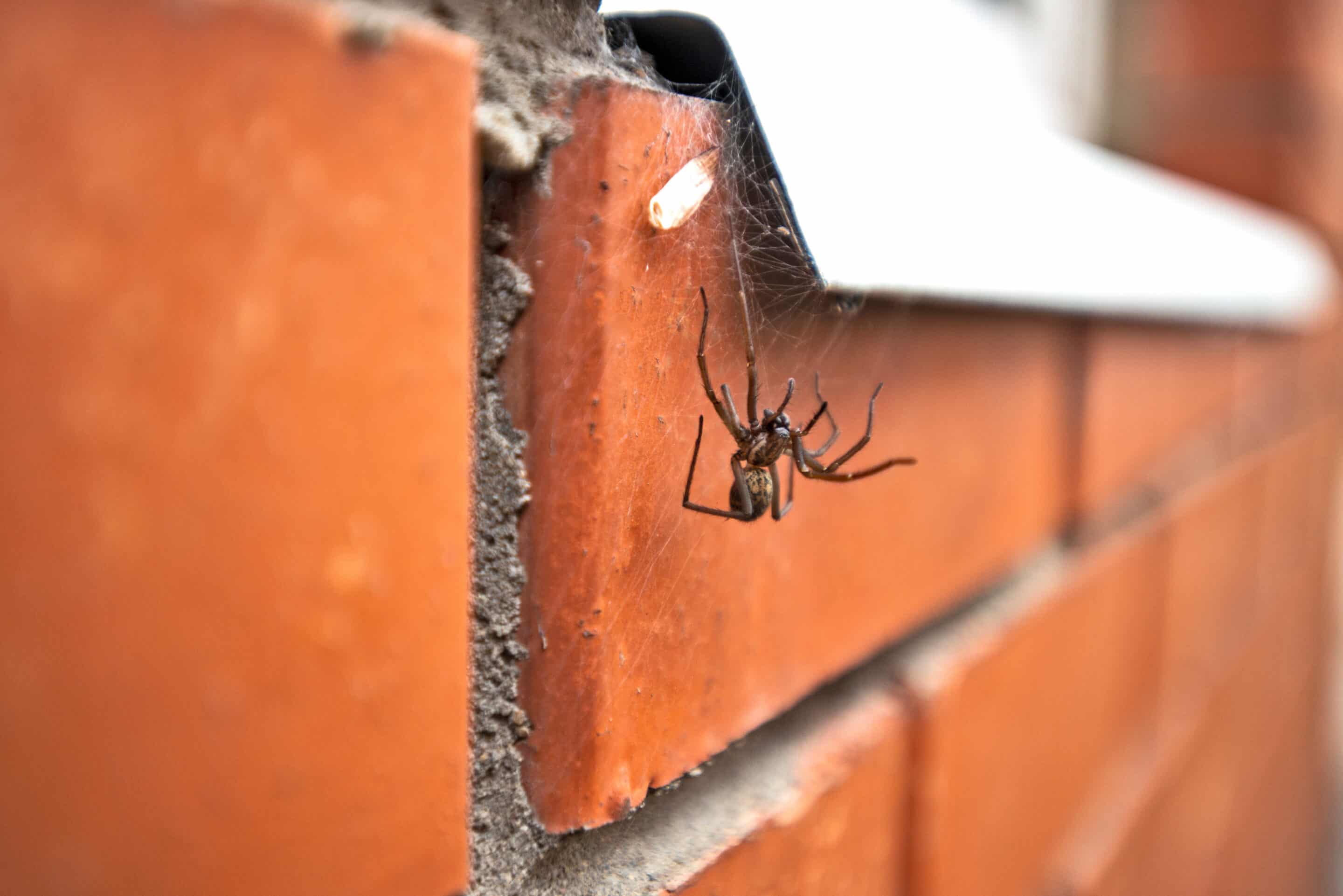 A huge spider climbs the cobweb into the window of a red brick house