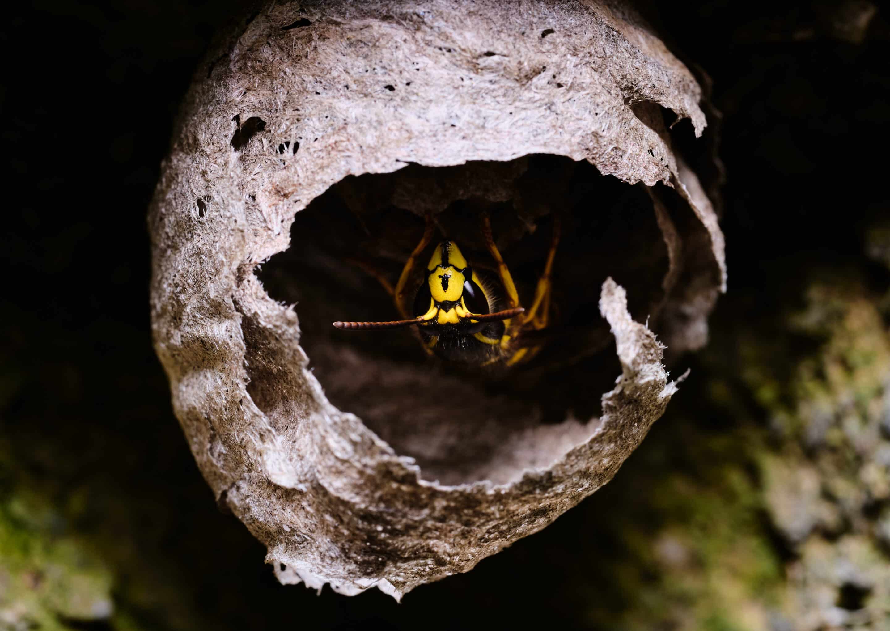 queen yellowjacket peering from nest opening