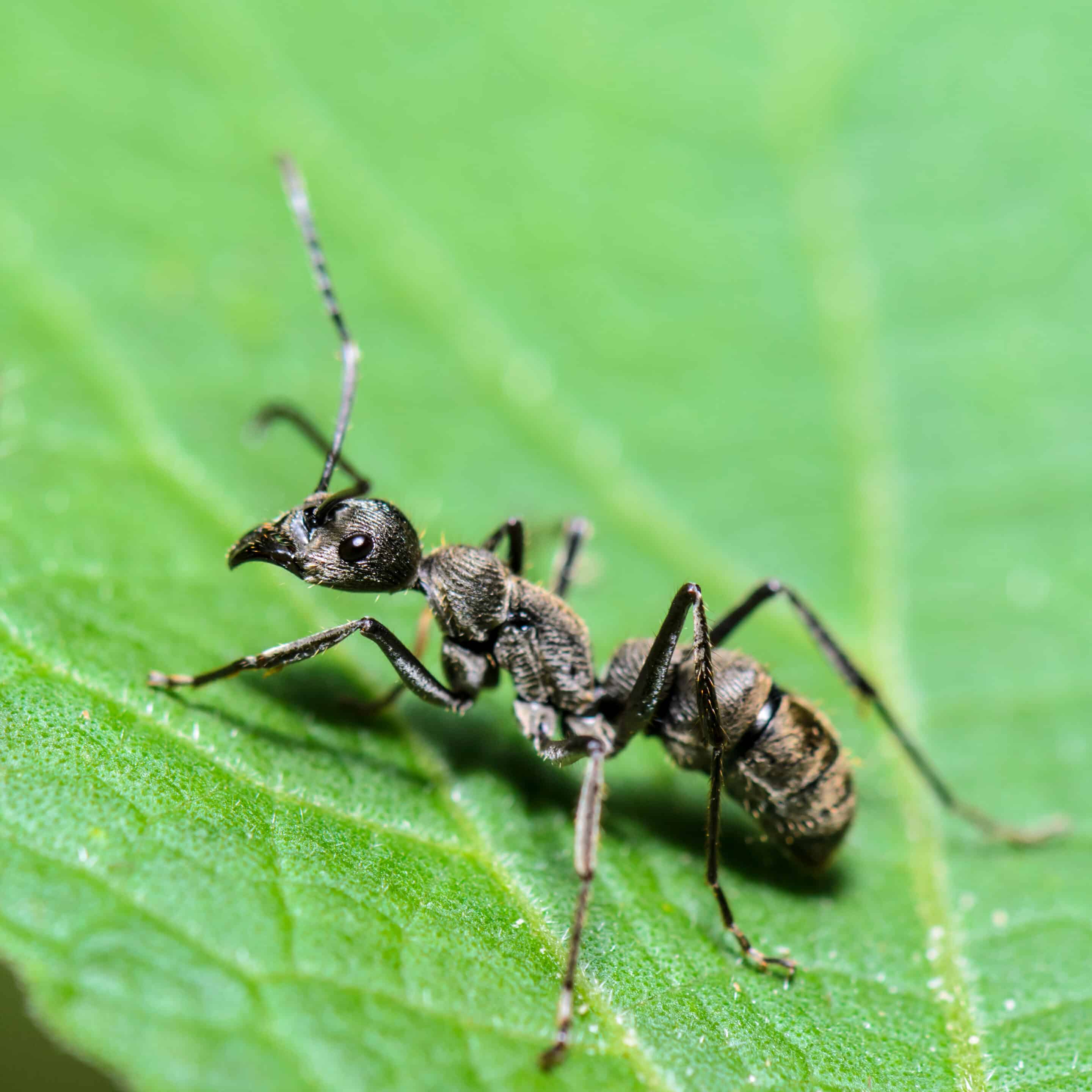 Close up Black Carpenter Ant on leaf