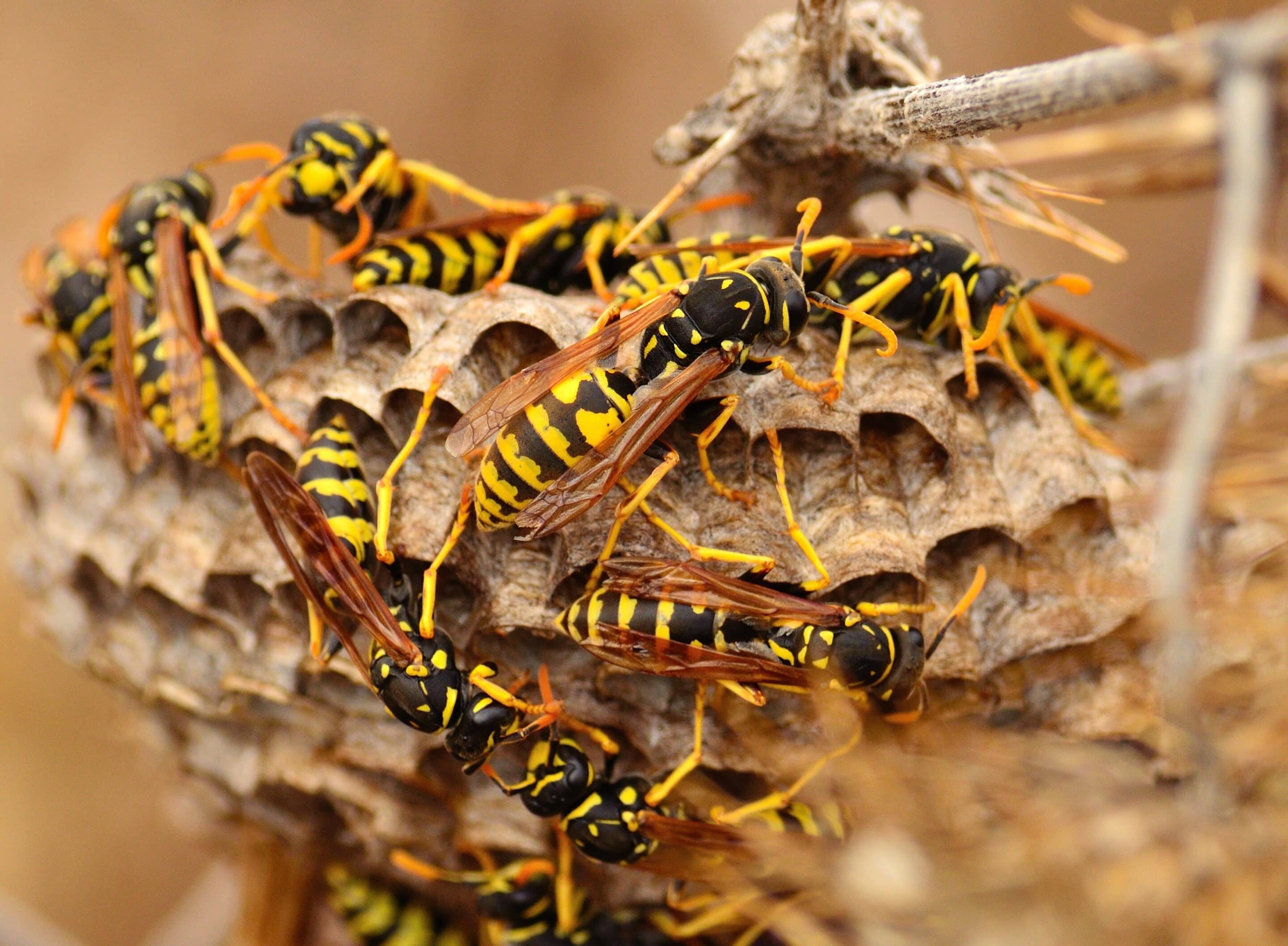 Swarm of wasps around the nest