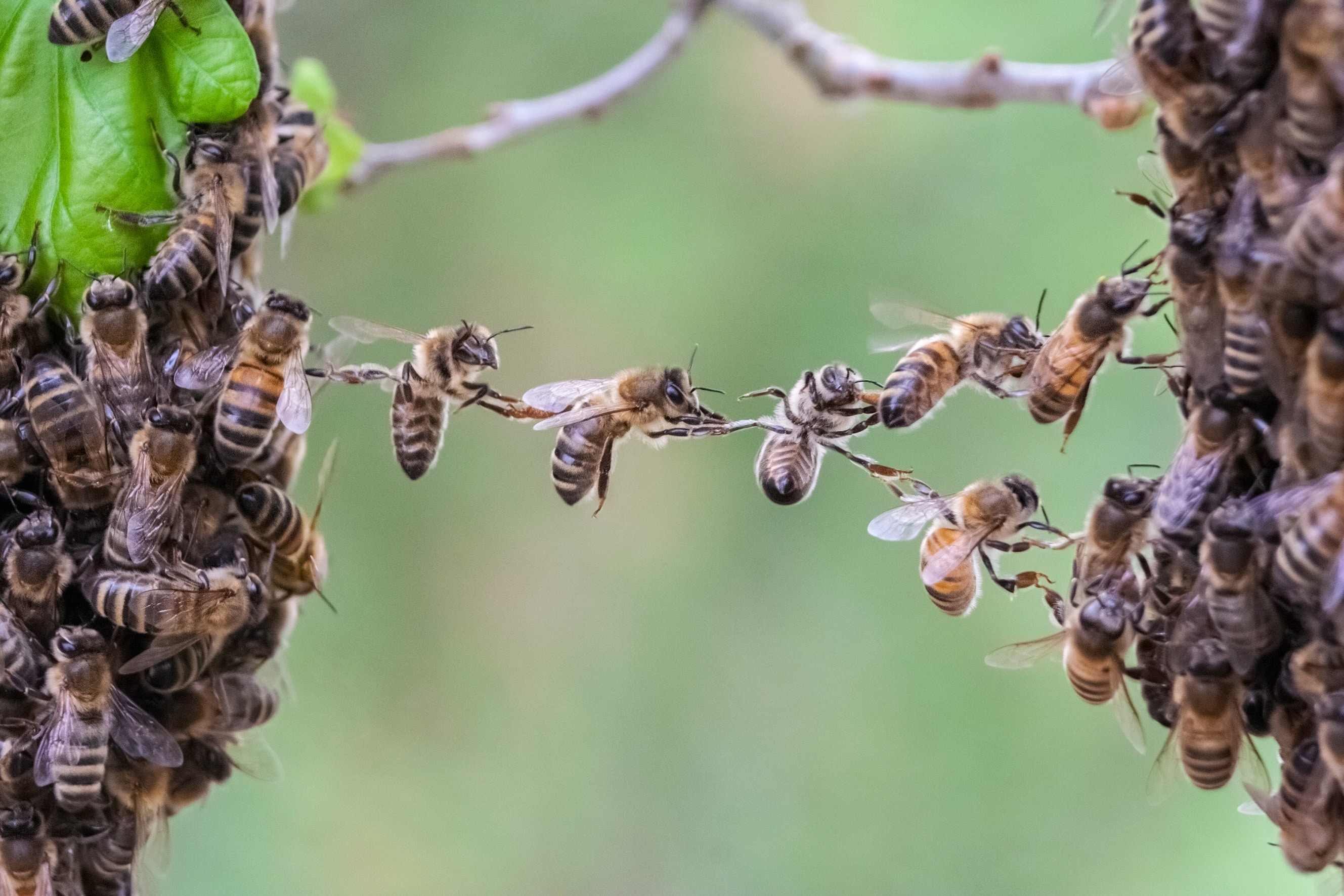 Bees Forming a Living Bridge – Teamwork, Cooperation and Leadership Concept