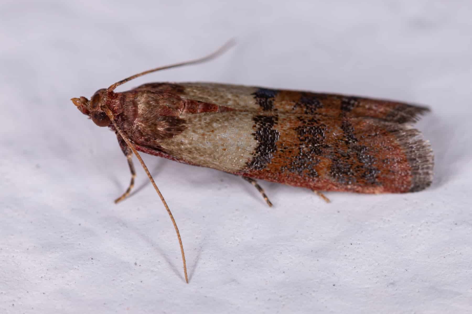 Adult Indian Meal Moth of the species Plodia interpunctella