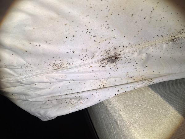 Bed bug eggs, bed bug fecal matter and a bed bug on a headboard