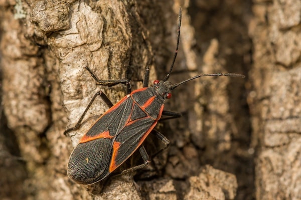 Boxelder Bug