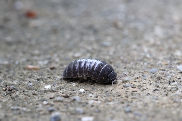 Close-up of Roly poly