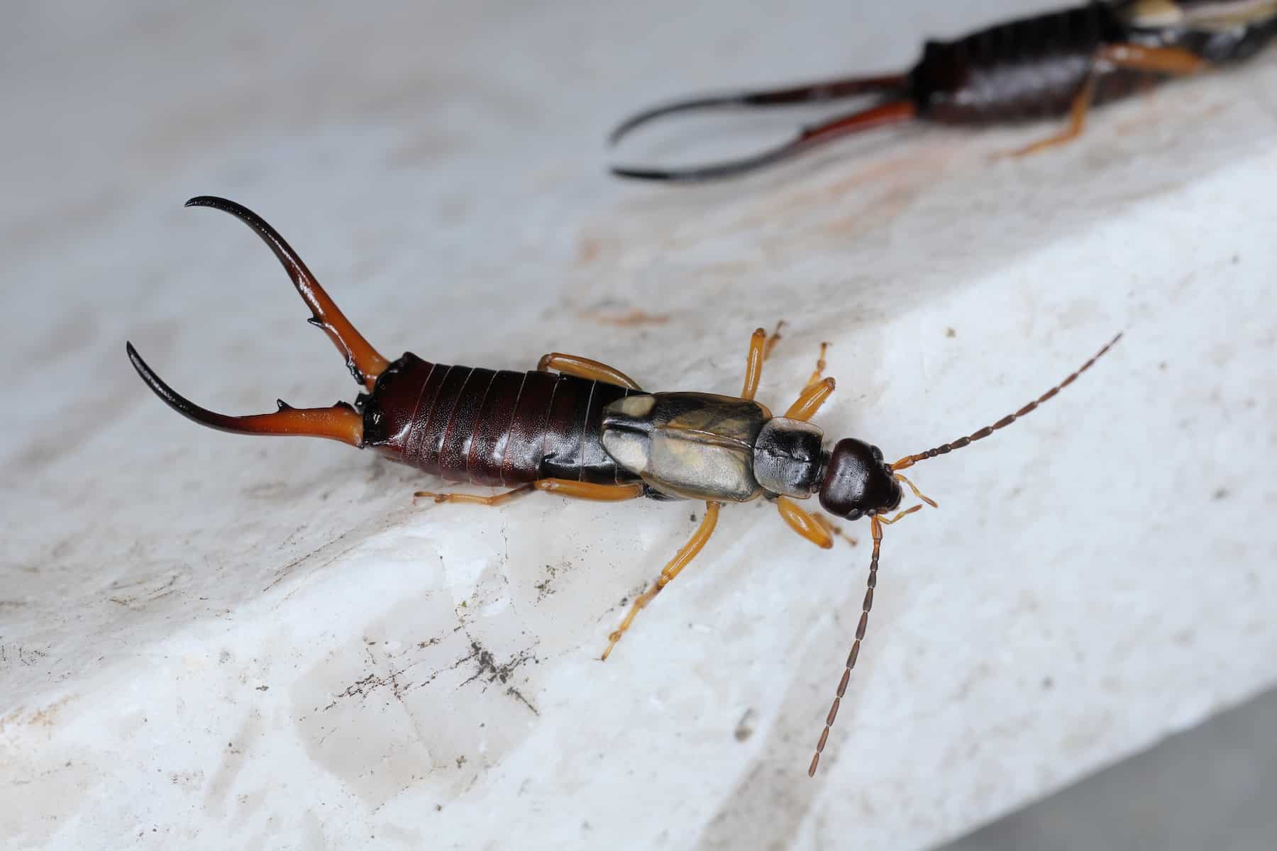 Common earwig