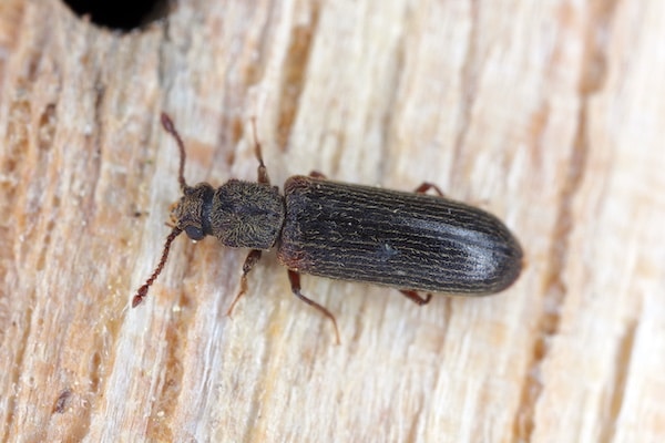 Common wood-destroying insect