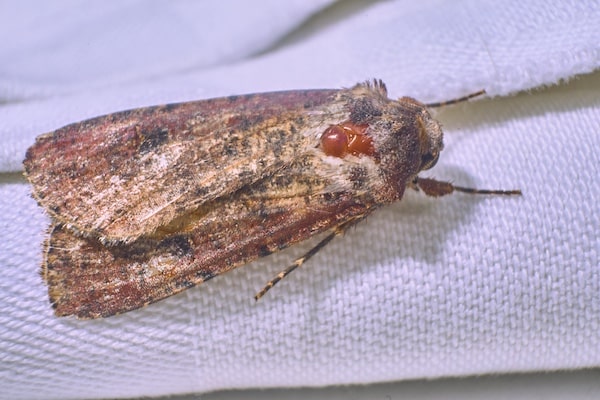 Macro photography of a clothes moth