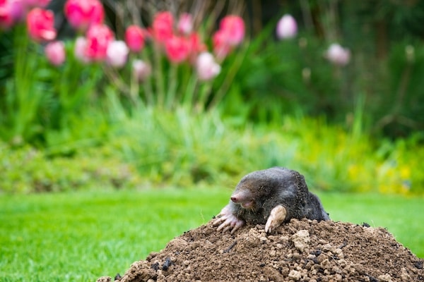Mole peeking from the mole hill in the garden