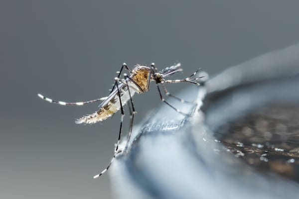 Close up newborn aedes albopictus mosquito, pest animal, contagion