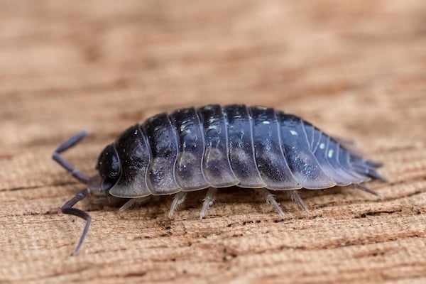 Pill Bug on Wooden Surface