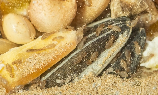 Super macro close up of booklice infestation in a glass jar of seeds