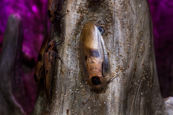 The smokey brown cockroach