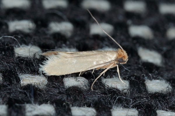 Tineola bisselliella known as the common clothes moth