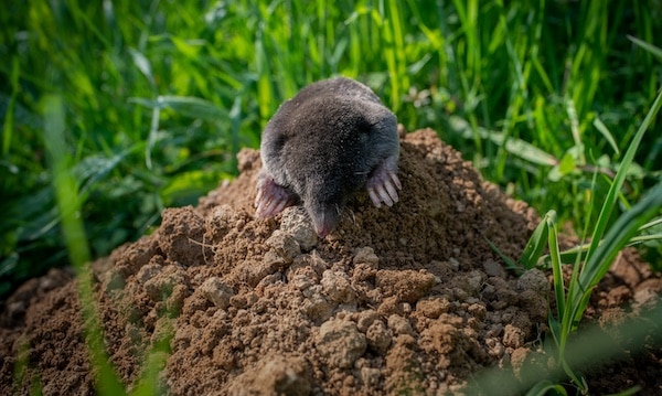 European mole close up in the garden