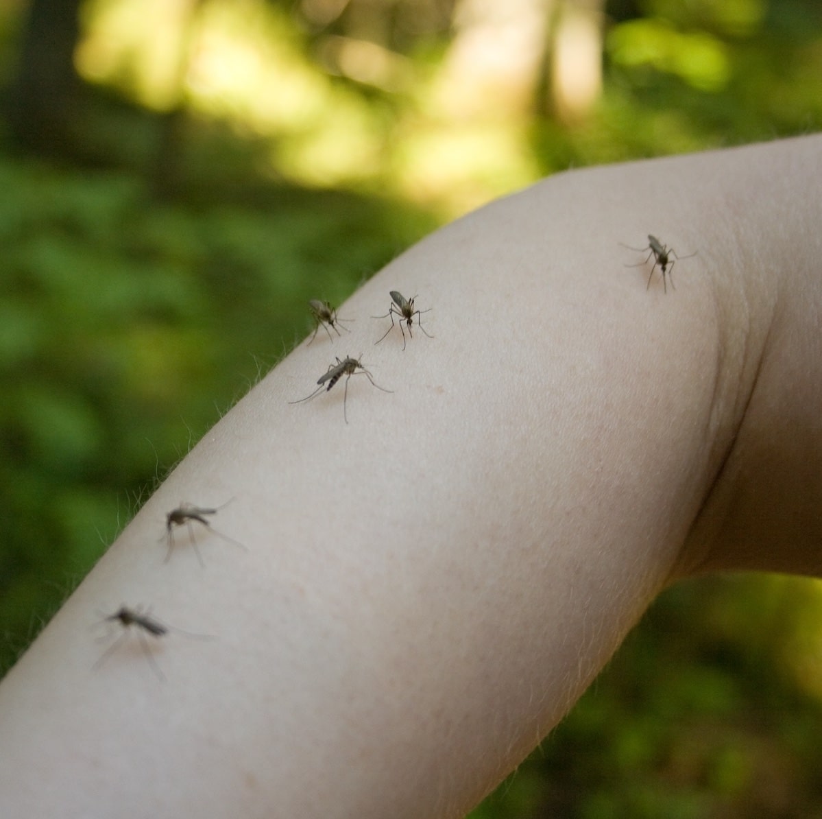 mosquitos on arm