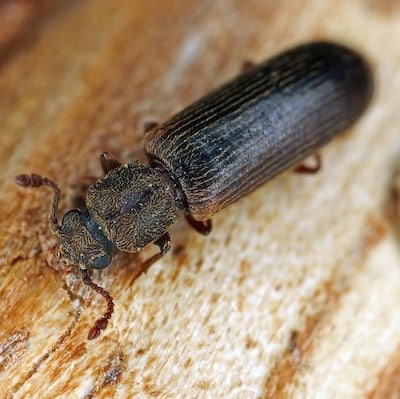 ommon names include Cosmopolitan powder post beetle alco or oak lyctid