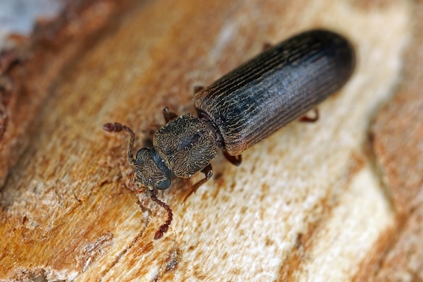 ommon names include Cosmopolitan powder post beetle alco or oak lyctid