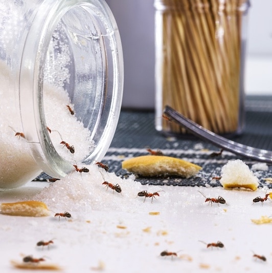 red ants eating sugar over messy table, ant infestation indoors