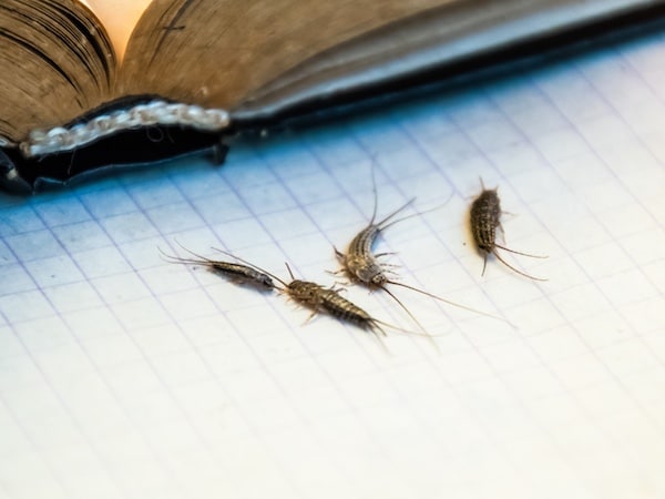 silverfish of several pieces near the open book