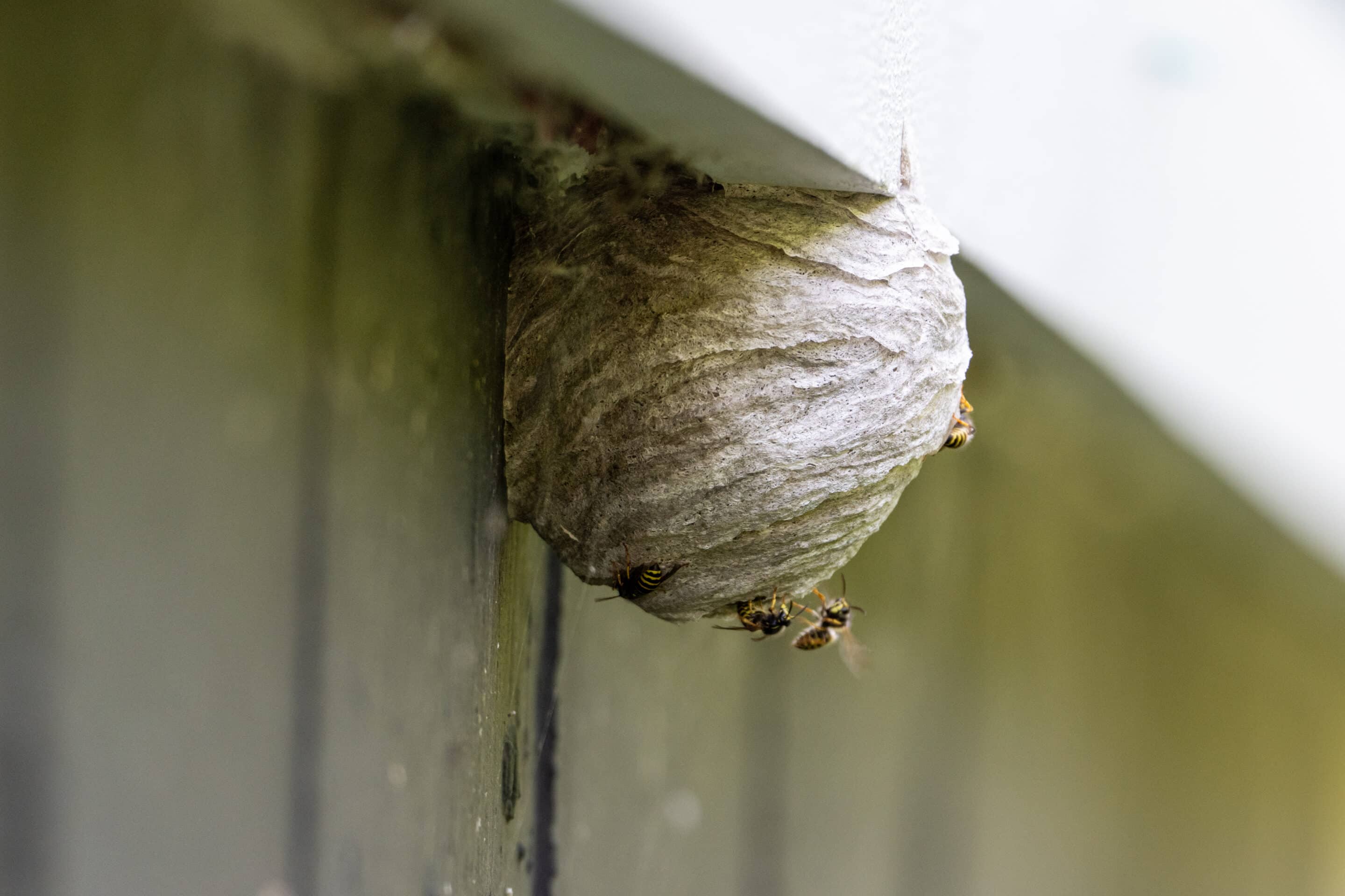 Wasp nest attached to a siding