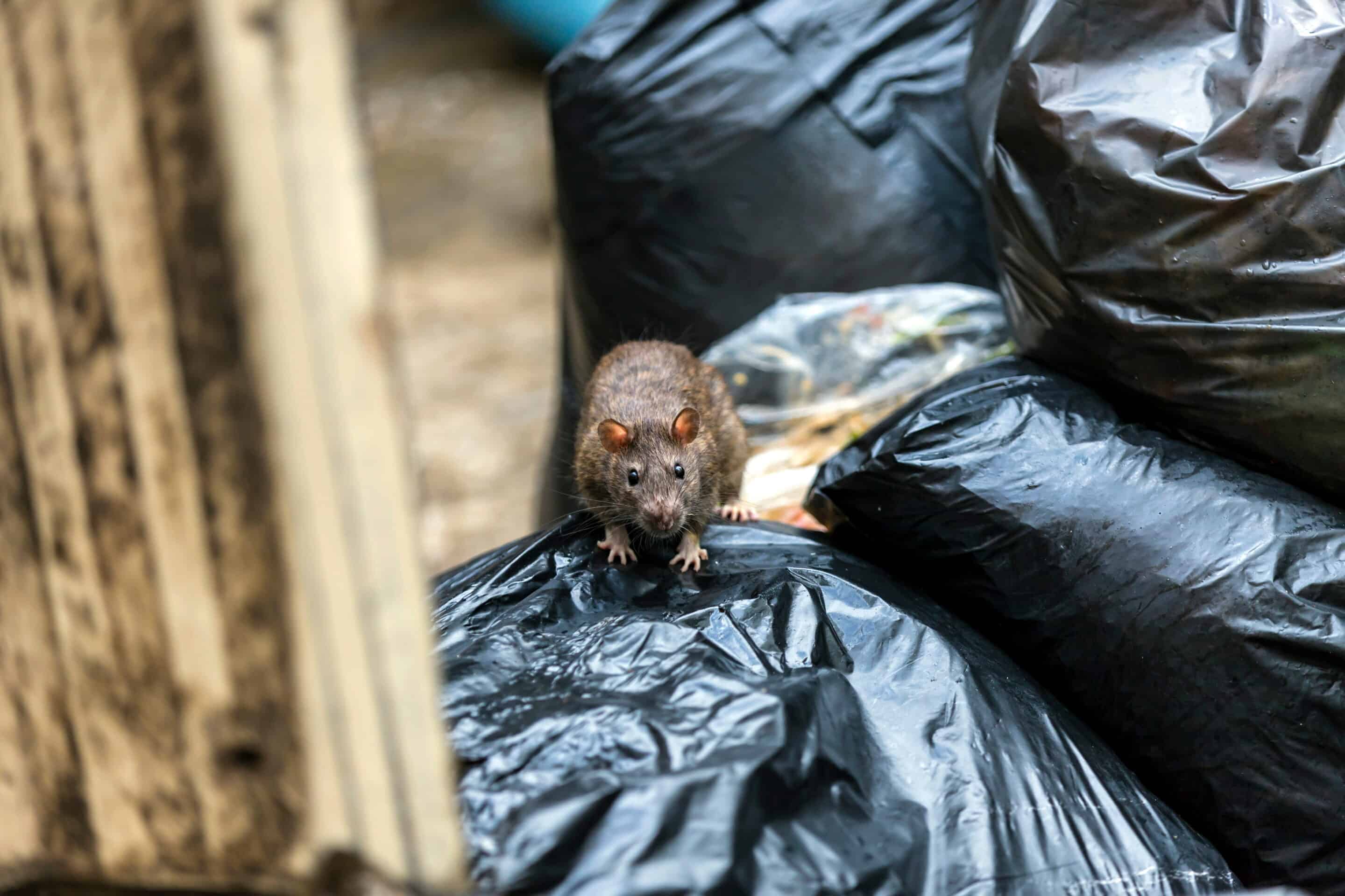 One wet brown mice Emerging among the black garbage bags on the